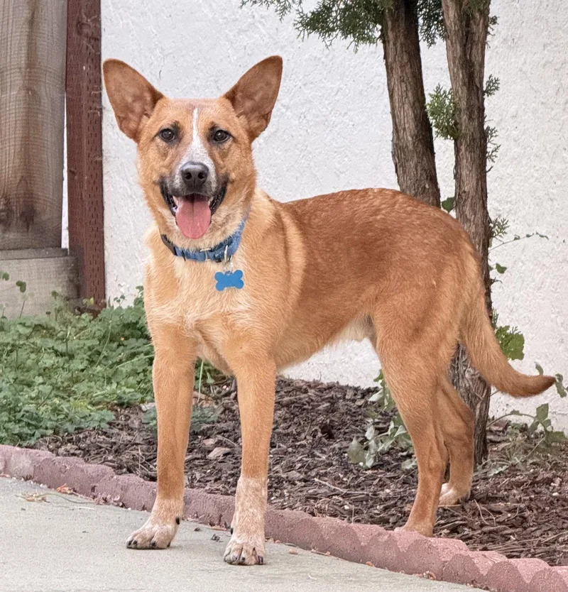 A baby medium-sized male Australian Cattle Dog / Blue Heeler dog named Legend for adoption in Palo Alto, CA