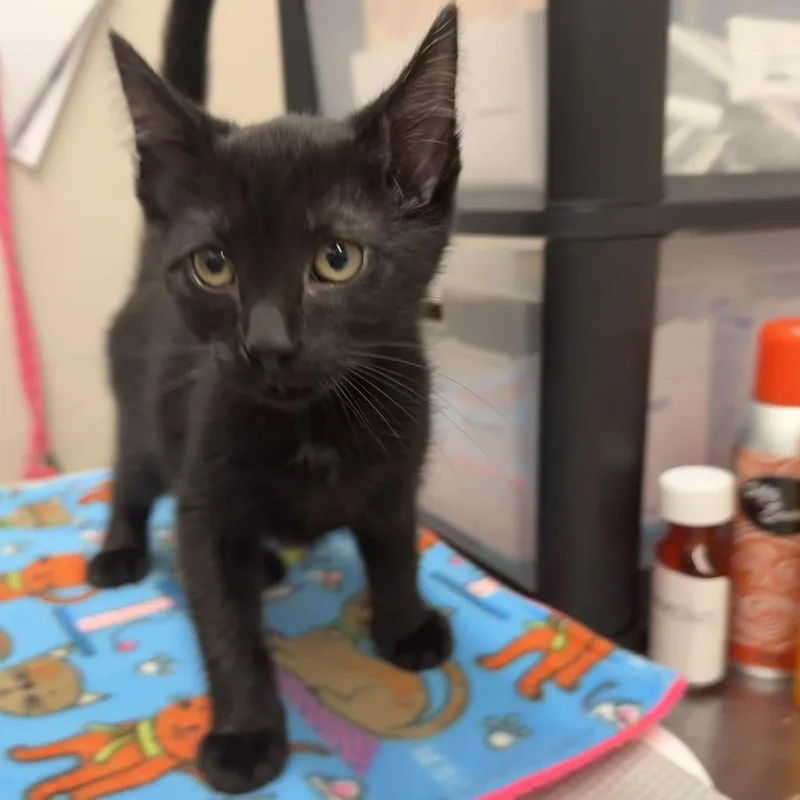 A baby small-sized male Black Domestic Short Hair cat named Hex for adoption in Morganton, NC