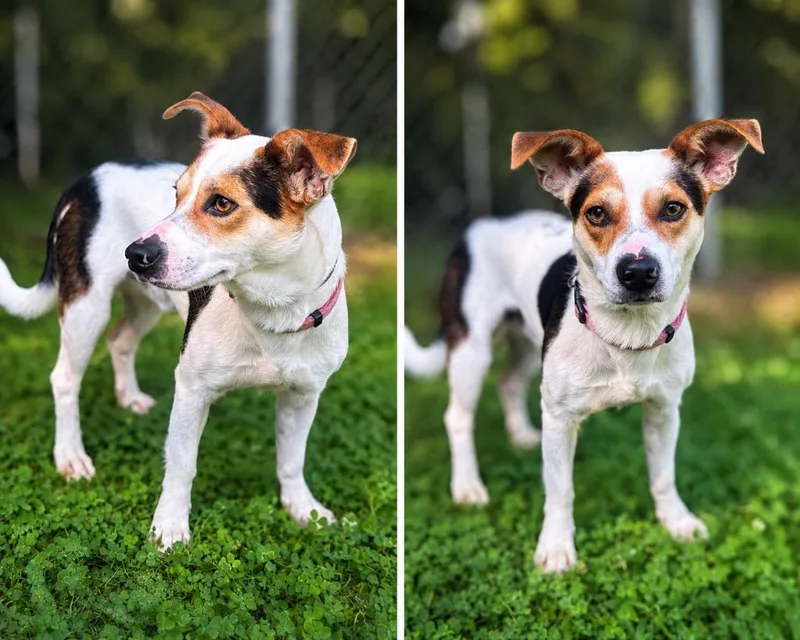 A young medium-sized male Jack Russell Terrier dog named Eddy for adoption in Russellville, KY