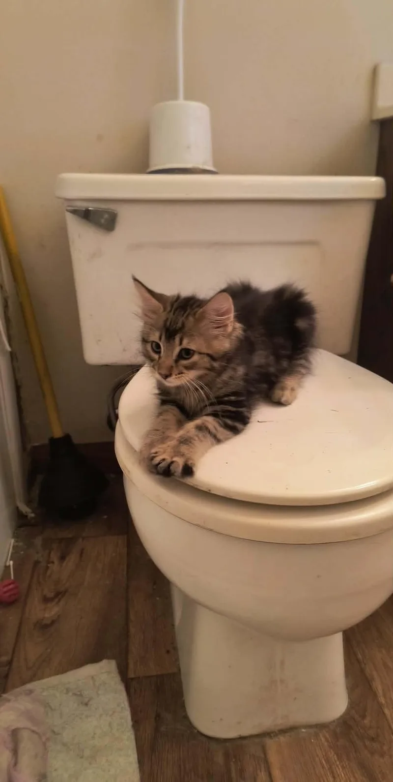 A baby medium-sized female Domestic Long Hair cat named Rosey for adoption in hinckley, IL