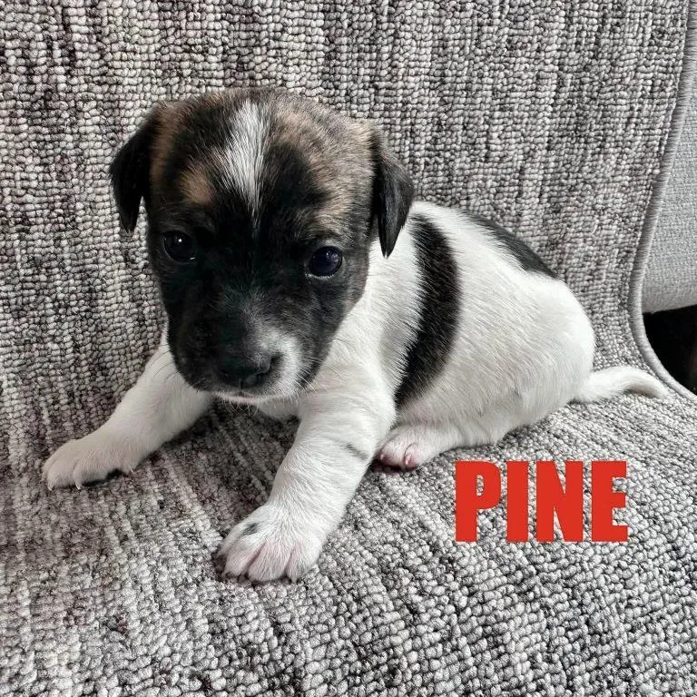 A baby small-sized male Chihuahua dog named Pine for adoption in Hillsborough , NC