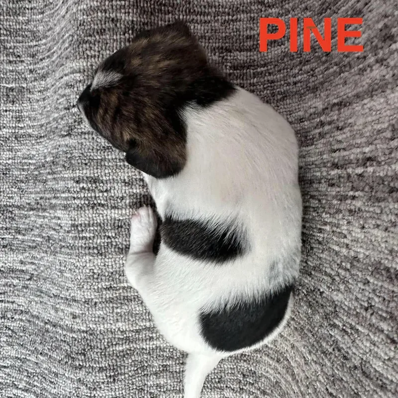 Pine thumbnail 3