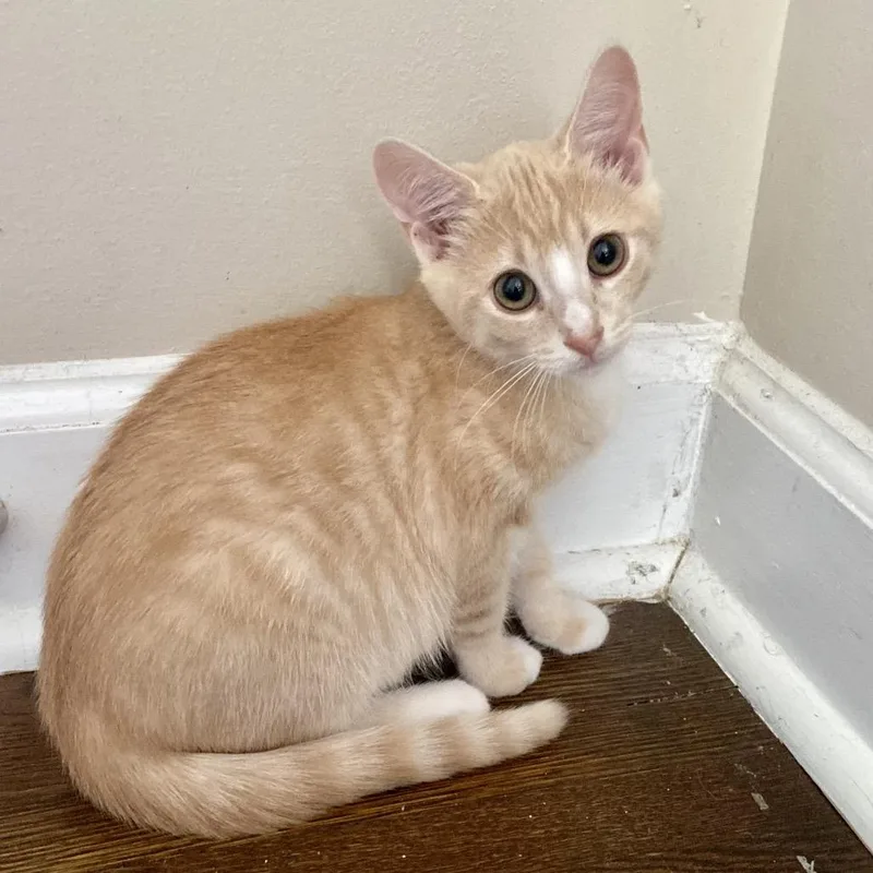 A baby small-sized female Buff / Tan / Fawn Domestic Short Hair cat named Sunkist for adoption in Charlotte, NC