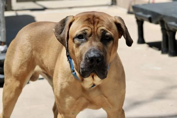 A young large-sized male Mixed Breed dog named Kobe for adoption in Staten Island, NY
