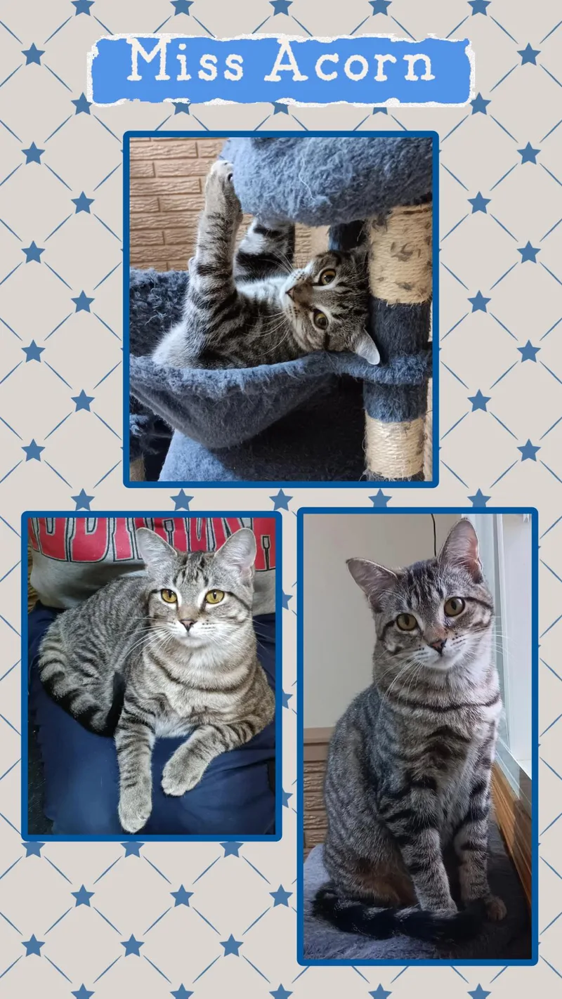 A young medium-sized female Tabby (Gray / Blue / Silver) Domestic Short Hair cat named Acorn for adoption in Kearney, NE