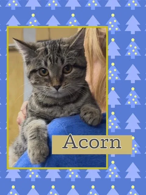 Acorn thumbnail 2
