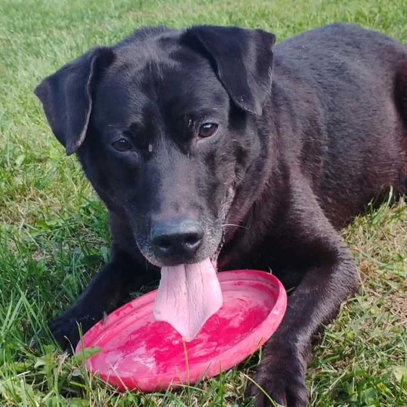 A senior large-sized male Black Labrador Retriever dog named Midnight for adoption in Cadiz, OH