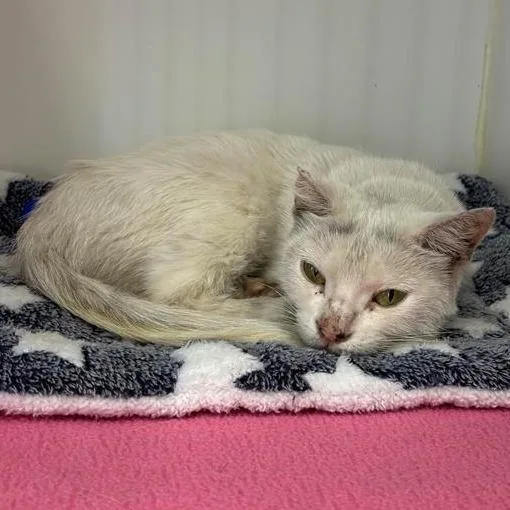 An adult medium-sized female Domestic Short Hair cat named Ocean for adoption in Long Beach, CA