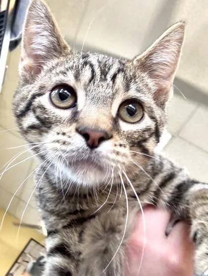 A baby small-sized male Domestic Short Hair cat named Leonardo for adoption in New Orleans, LA