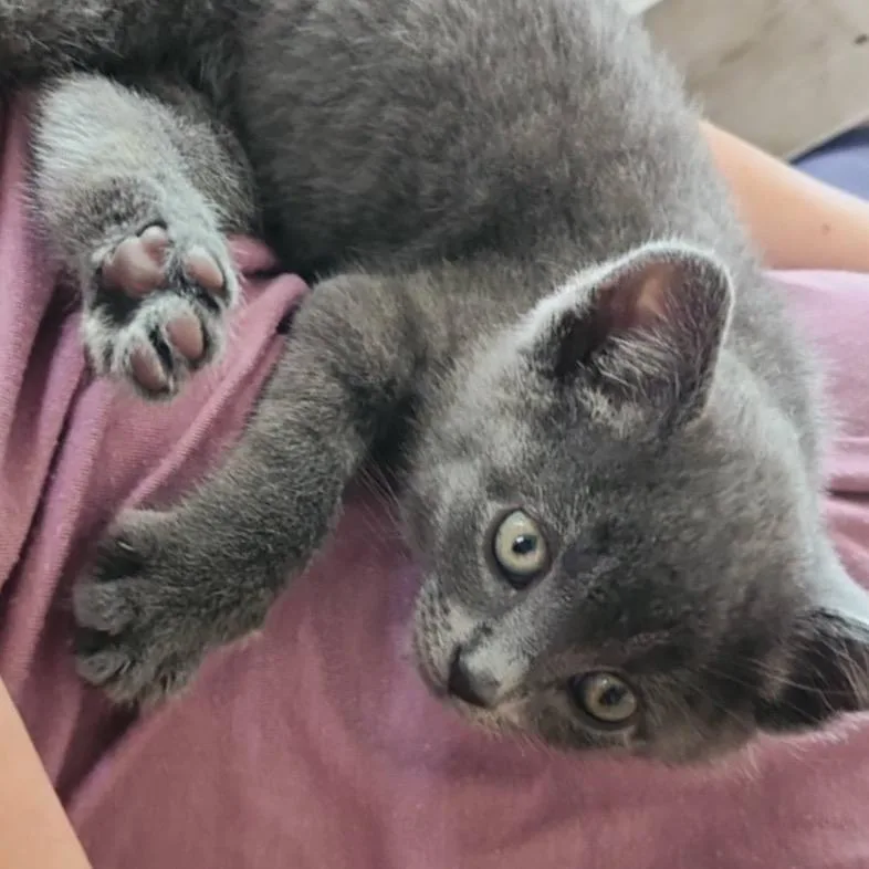 A baby small-sized female Gray / Blue / Silver Domestic Short Hair cat named Lavender for adoption in Manheim, PA