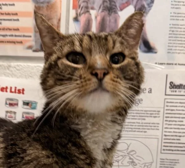 An adult small-sized male Domestic Short Hair cat named Jenkins for adoption in Golden, CO