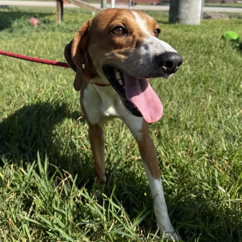 An adult medium-sized male Red / Chestnut / Orange Mixed Breed dog named Red for adoption in Dickinson, TX