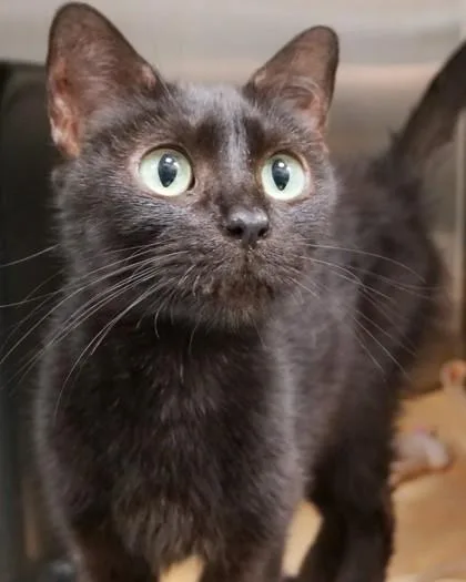 An adult medium-sized female Domestic Short Hair cat named Joan of Ark for adoption in Fishers, IN