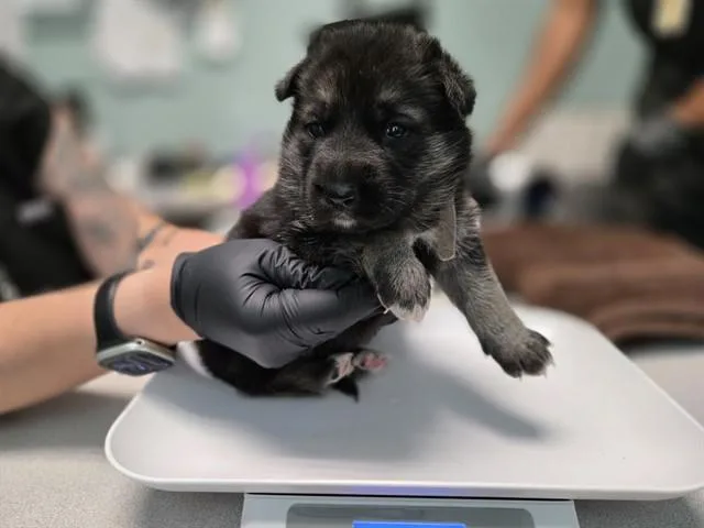 A baby small-sized female German Shepherd Dog dog named Columbia for adoption in Antioch, CA