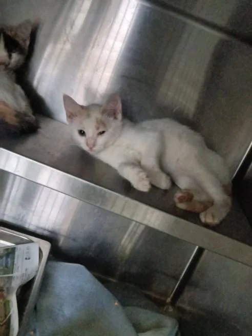 A baby small-sized male Domestic Short Hair cat named Palomo for adoption in Chatsworth, CA