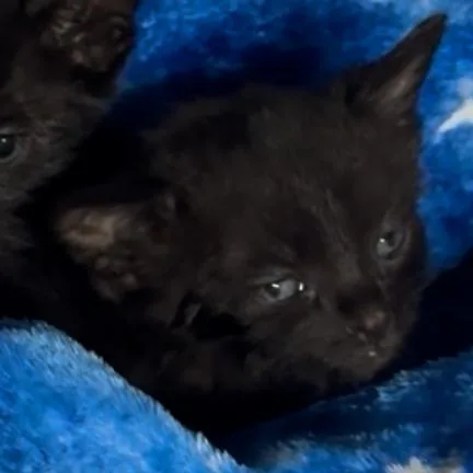 Broiler Wkh thumbnail 2