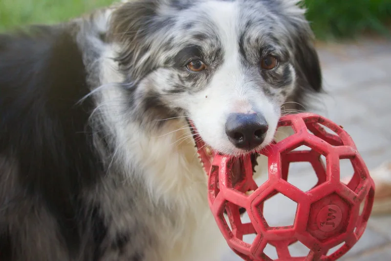 An adult medium-sized female Brindle Australian Shepherd dog named Zaia for adoption in Bend, OR