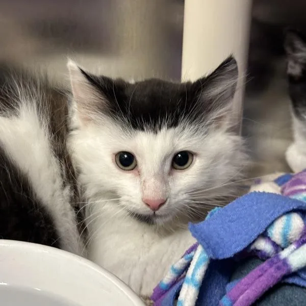 A baby small-sized female Domestic Short Hair cat named Skittles for adoption in Walnut Creek, CA