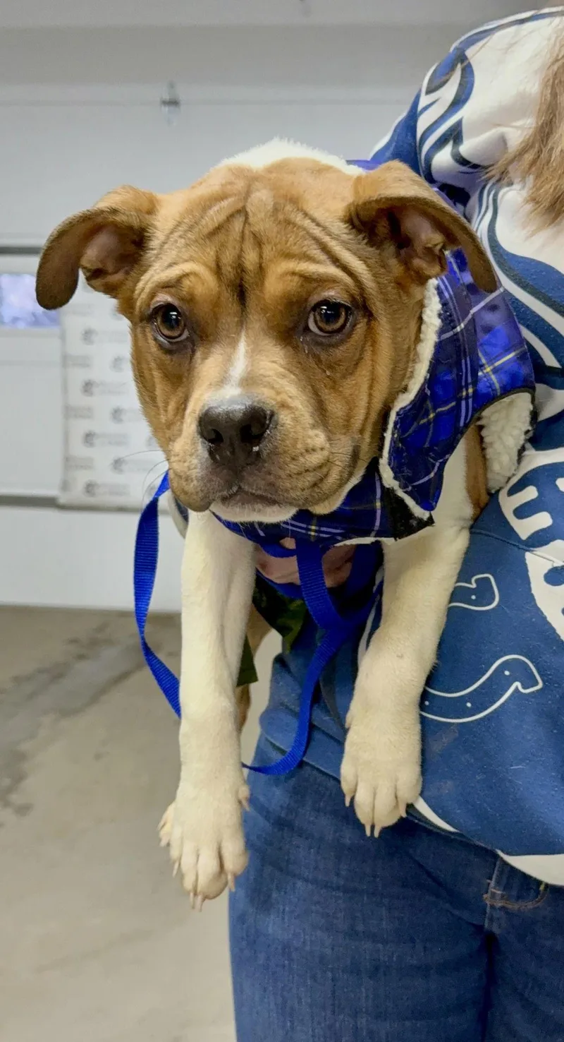 A baby medium-sized female Mixed Breed dog named Agatha for adoption in Shelburne, VT