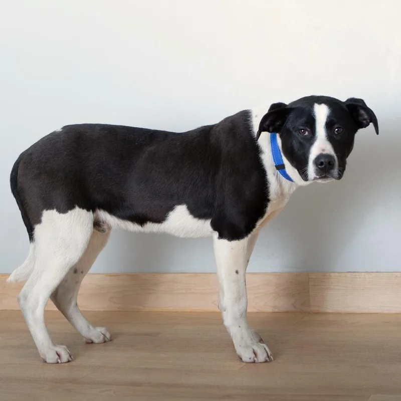 A young large-sized male Black Pit Bull Terrier dog named Seahawk D for adoption in Minnetonka, MN