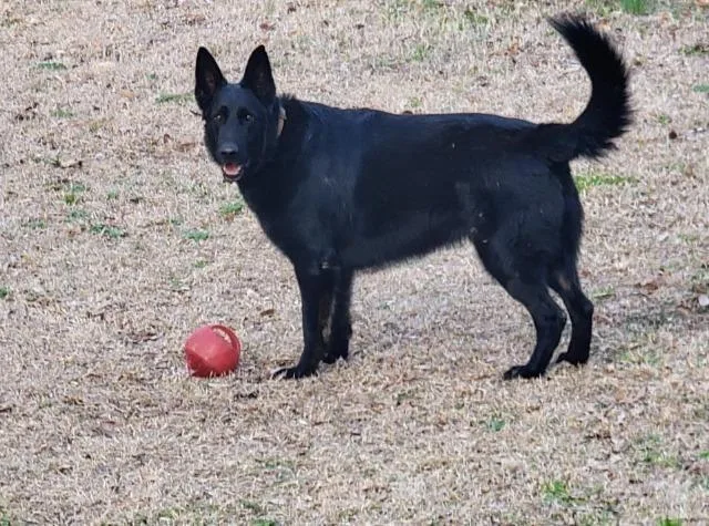 A young large-sized male German Shepherd Dog dog named FtA Ozzie for adoption in Newnan, GA