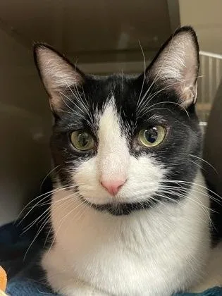 An adult small-sized male Domestic Short Hair cat named Chuck Norris for adoption in Phoenix, AZ