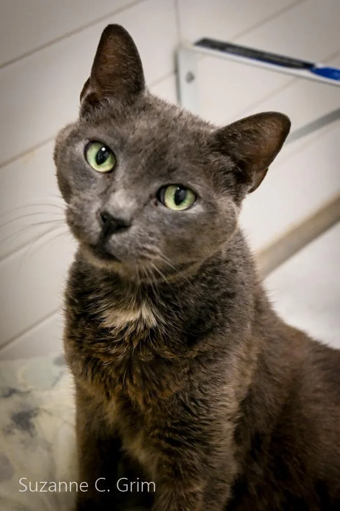 An adult medium-sized female Domestic Short Hair cat named Ivana for adoption in New Orleans, LA