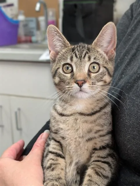 A baby small-sized male Domestic Short Hair cat named Ash for adoption in Canfield, OH