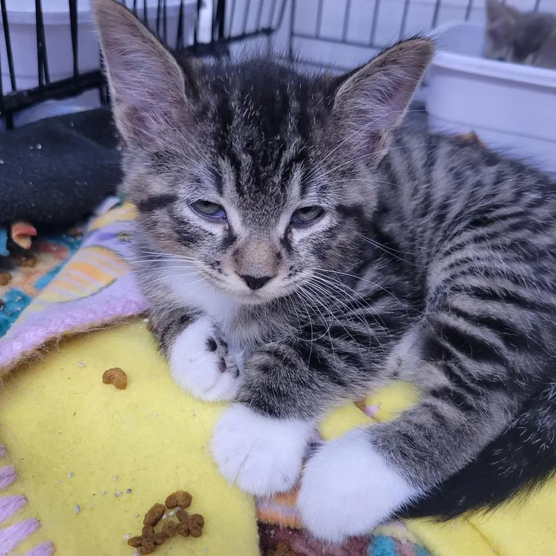 A baby medium-sized male Domestic Short Hair cat named Gilbert for adoption in St. Cloud, MN