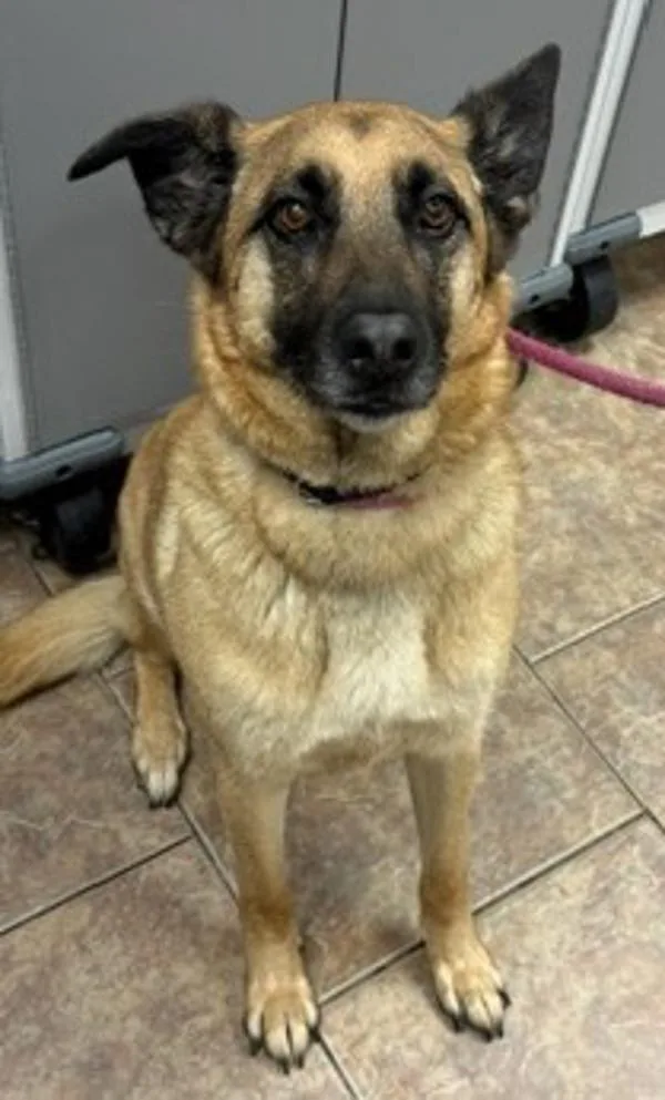 An adult large-sized female German Shepherd Dog dog named Iggy for adoption in Littleton, CO