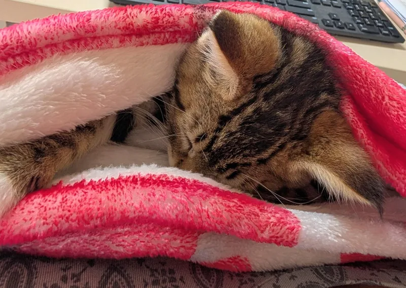 A baby medium-sized male Tabby (Gray / Blue / Silver) Tabby cat named Prince for adoption in Springfield, OR