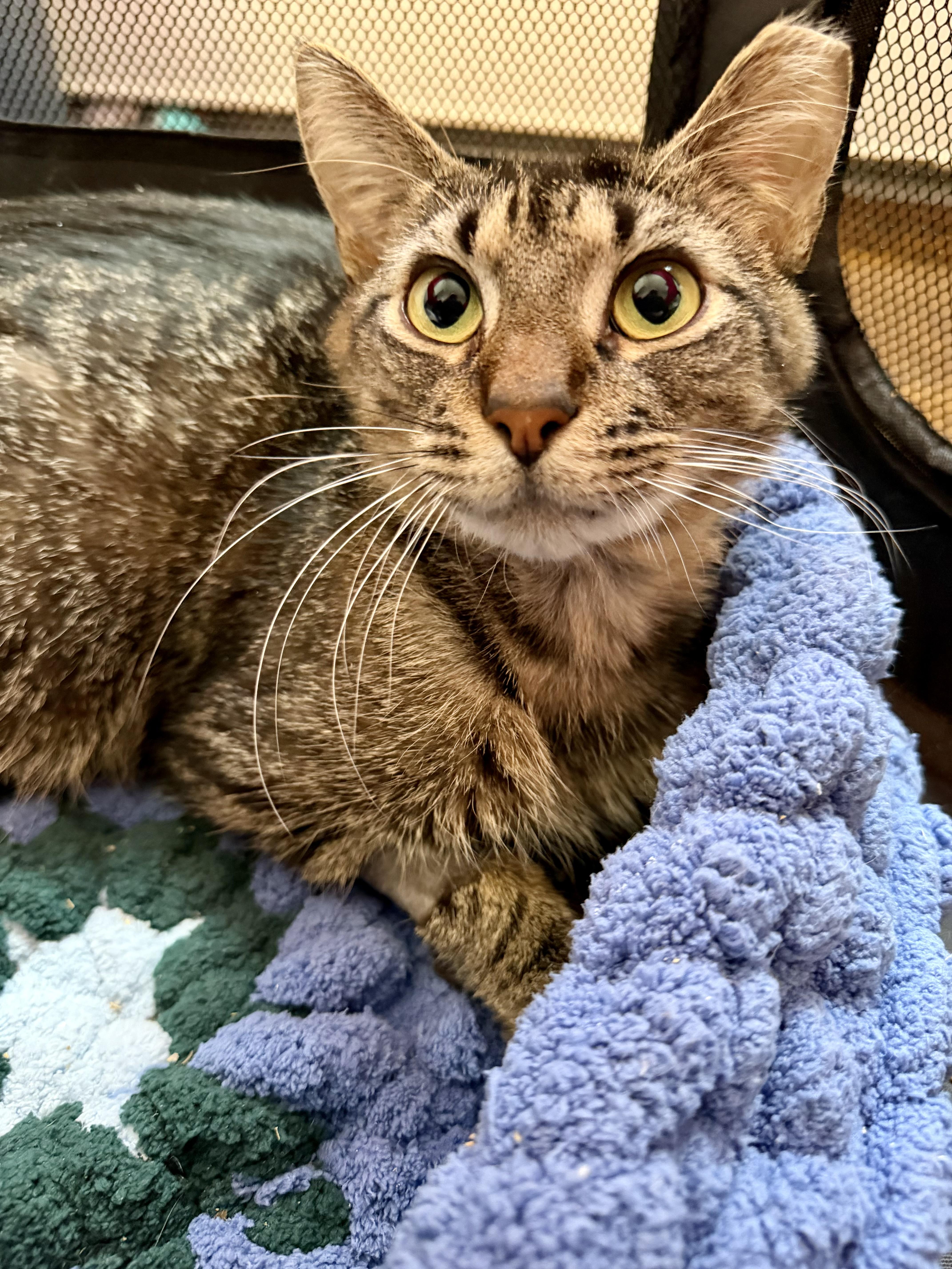 A young medium-sized male Tabby (Brown / Chocolate) Domestic Short Hair cat named Huey for adoption in Bellmawr, NJ