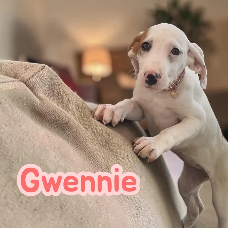 A baby medium-sized female White / Cream Hound dog named Gwennie Sweetest Hound for adoption in Chuckey, TN