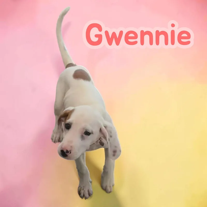 Gwennie  Sweetest Hound thumbnail 2