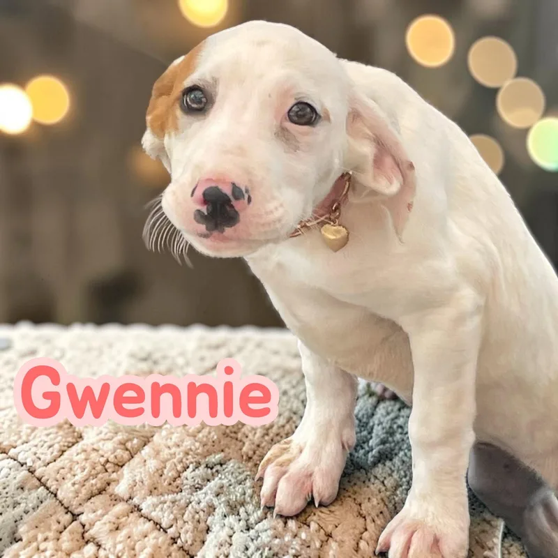 Gwennie  Sweetest Hound thumbnail 3