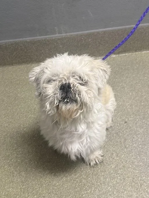 An adult small-sized male Shih Tzu dog named Flynn for adoption in Las Vegas, NV