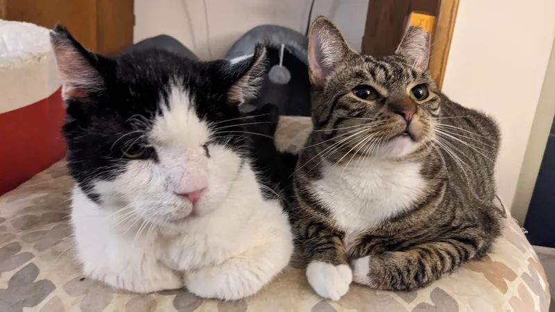An adult medium-sized female Tabby (Brown / Chocolate) Domestic Short Hair cat named Scoops for adoption in New York, NY