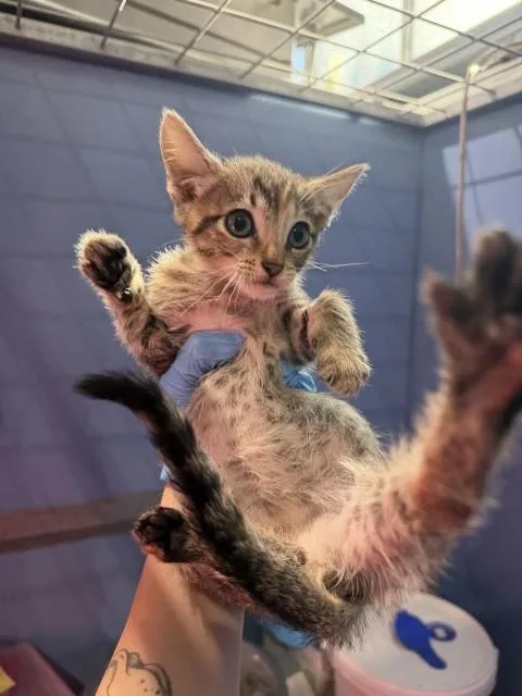 A baby small-sized female Domestic Short Hair cat named Penny for adoption in San Bernardino, CA