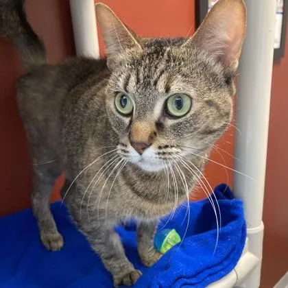 A young small-sized female Domestic Short Hair cat named Maggie for adoption in Janesville, WI