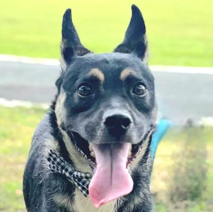 Daddy Yankee "loving &