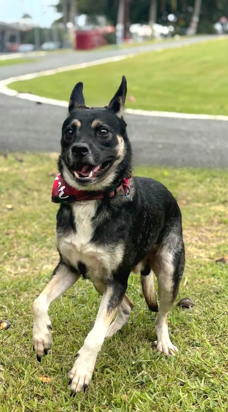 Daddy Yankee "loving & thumbnail 3