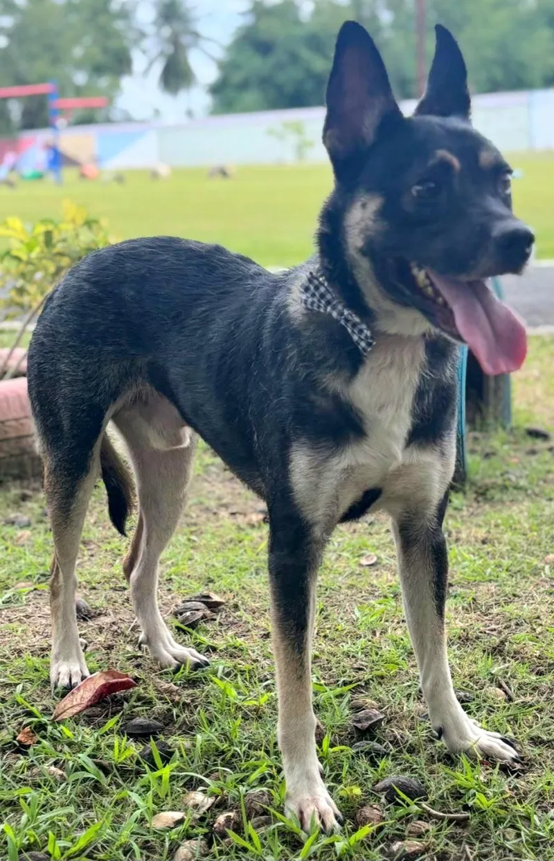 Daddy Yankee "loving & thumbnail 5