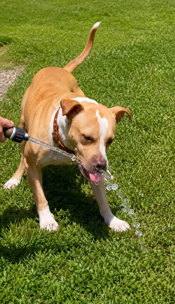A young large-sized male Mixed Breed dog named Cheeseburger for adoption in Centralia, IL