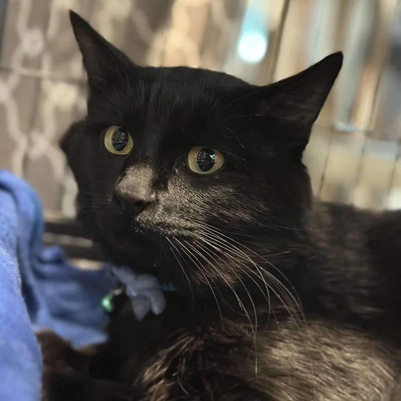 An adult large-sized male Domestic Medium Hair cat named Stimpy for adoption in Matteson, IL