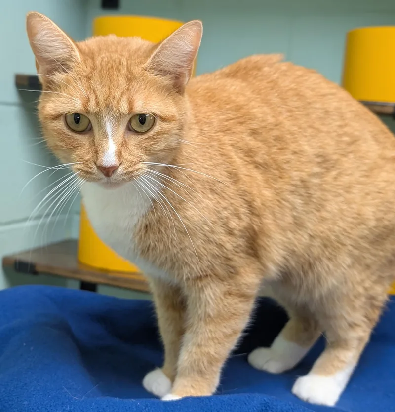 An adult medium-sized female Domestic Short Hair cat named Harriette for adoption in Jefferson, WI
