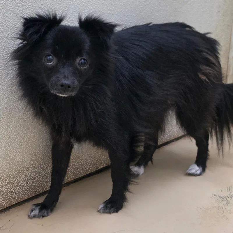An adult small-sized female Pomeranian dog named Morticia for adoption in Chino Hills, CA