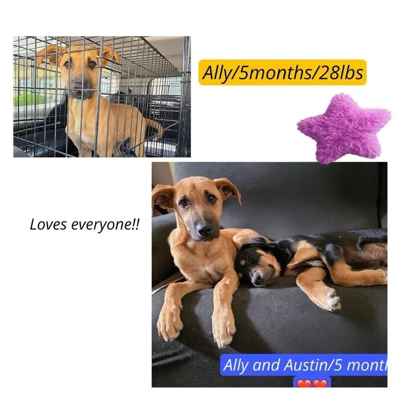 A baby medium-sized female Black Mouth Cur dog named Ally for adoption in Colorado Springs, CO