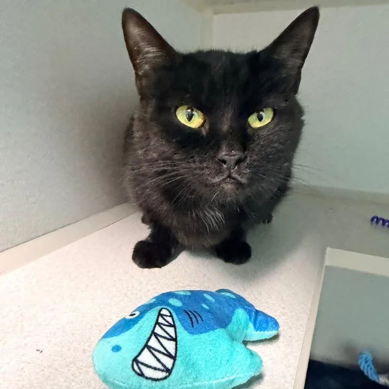 An adult medium-sized female Black Domestic Short Hair cat named Mystere for adoption in Newark, NJ