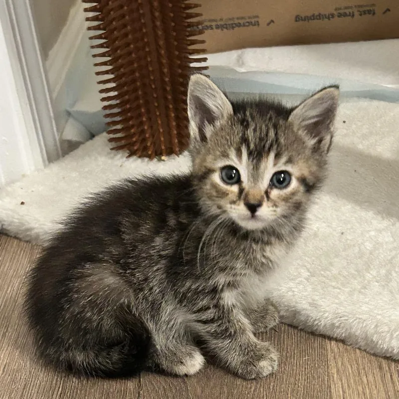 A baby small-sized female Gray / Blue / Silver Domestic Short Hair cat named Alberta for adoption in Chattanooga, TN