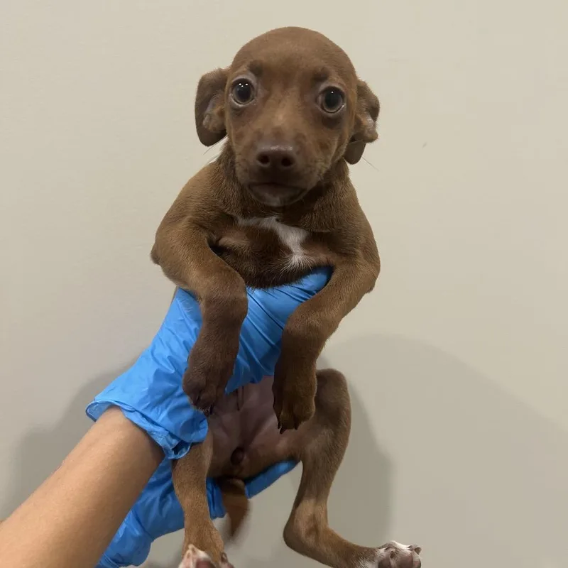 A baby small-sized female Miniature Pinscher dog named Nevaeh for adoption in Cumming, GA